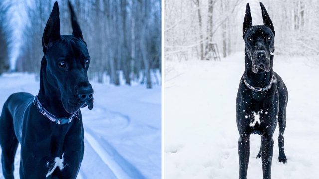 Enzo perro parece Batman