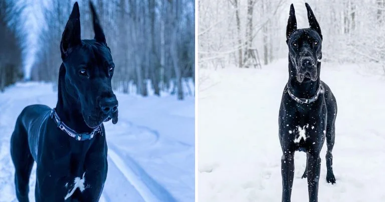 Enzo perro parece Batman