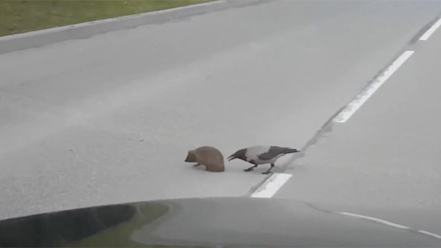 Este cuervo parece estar ayudándole a un erizo a cruzar la calle