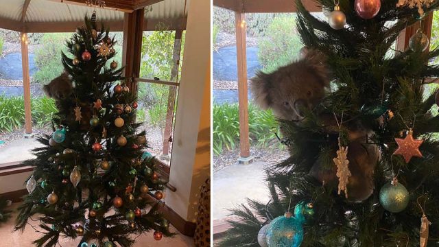 Familia australiana se sorprende al encontrar un koala colgando de su árbol de Navidad