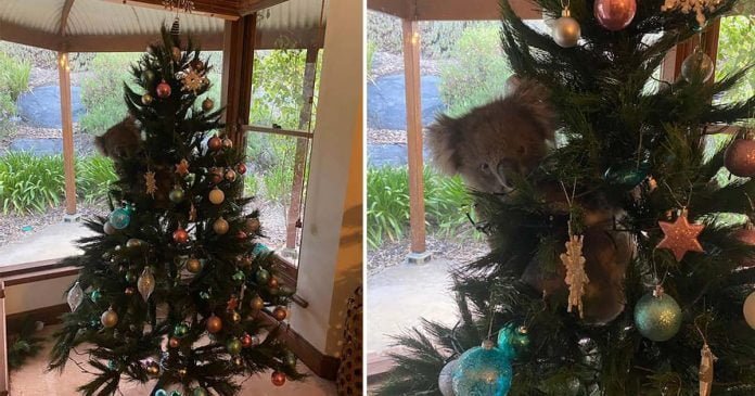 Familia australiana se sorprende al encontrar un koala colgando de su árbol de Navidad