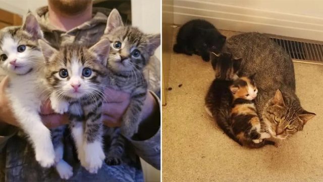 Gata dejó gatitos en el porche de una familia