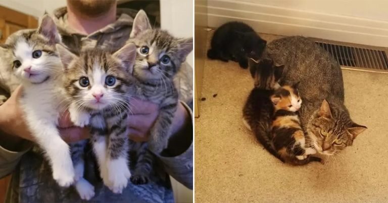 Gata dejó gatitos en el porche de una familia