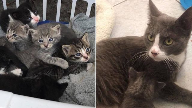 Gata está feliz de llevar gatitos a hogar