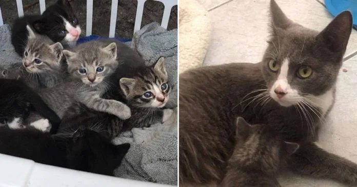 Gata está feliz de llevar gatitos a hogar