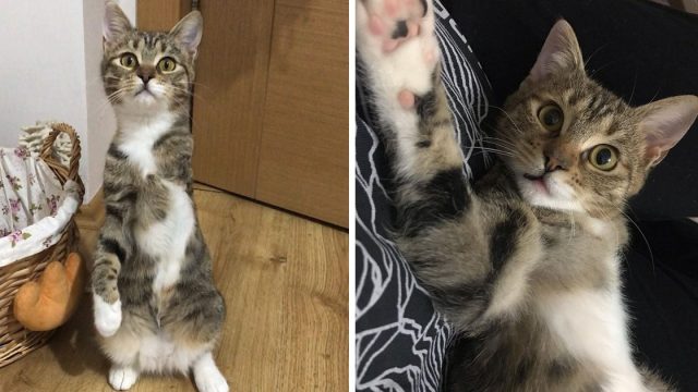 Gatita 3 patas toma mujer mano