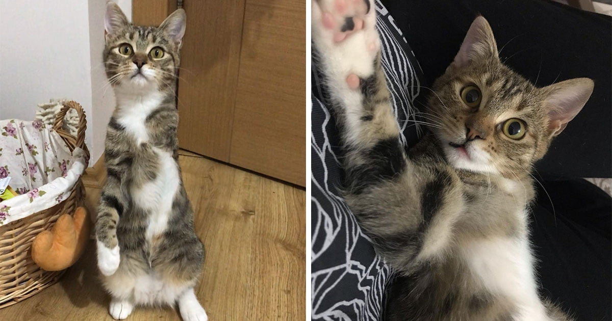 Gatita 3 patas toma mujer mano