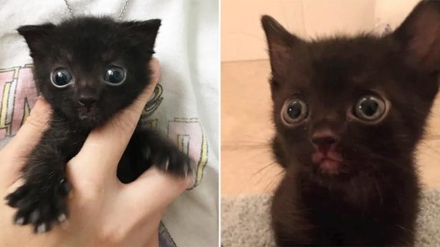 Gatita de grandes ojos y un ronroneo fuerte