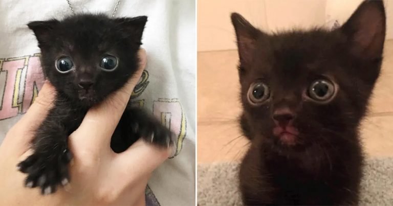 Gatita de grandes ojos y un ronroneo fuerte