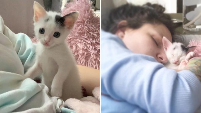 Gatita diminuta está decidida a crecer