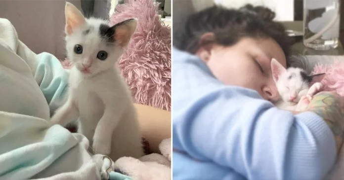 Gatita diminuta está decidida a crecer