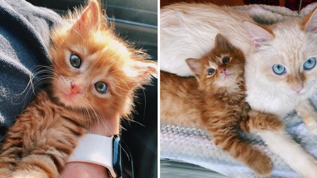 Gatita hace amiga gato familia conquistarle
