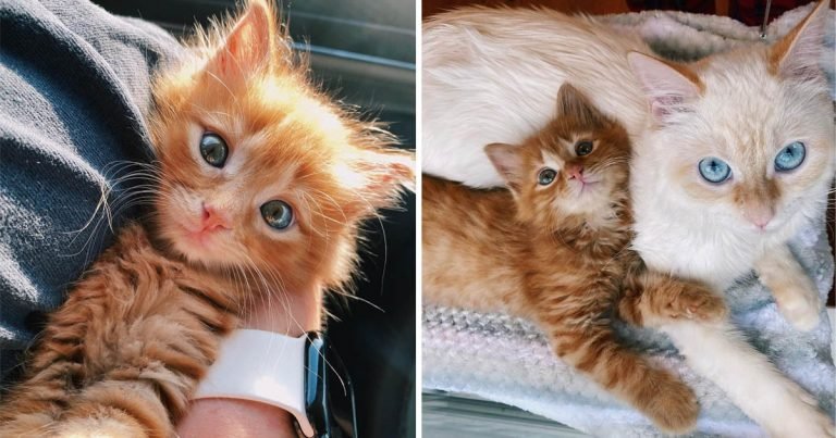 Gatita hace amiga gato familia conquistarle