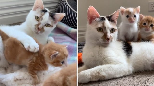 Gatita no puede dejar amasar felicidad