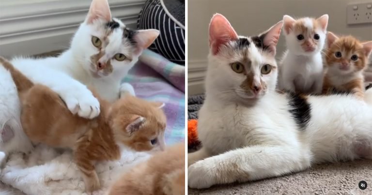 Gatita no puede dejar amasar felicidad