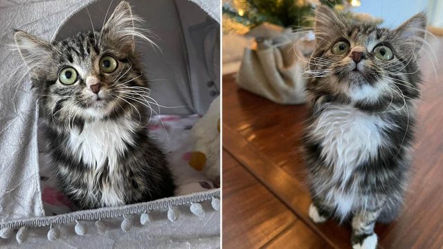 Gatita paralizada está decidida a disfrutar la vida