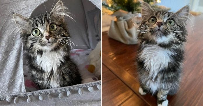 Gatita paralizada está decidida a disfrutar la vida