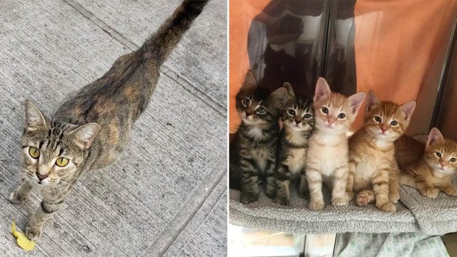 Gatita se acerca a la persona indicada