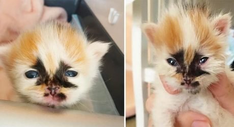 Gatito con marcas únicas insiste en ser el centro de atención después de ser salvado
