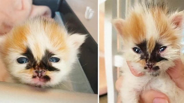 Gatito con marcas únicas insiste en ser el centro de atención después de ser salvado