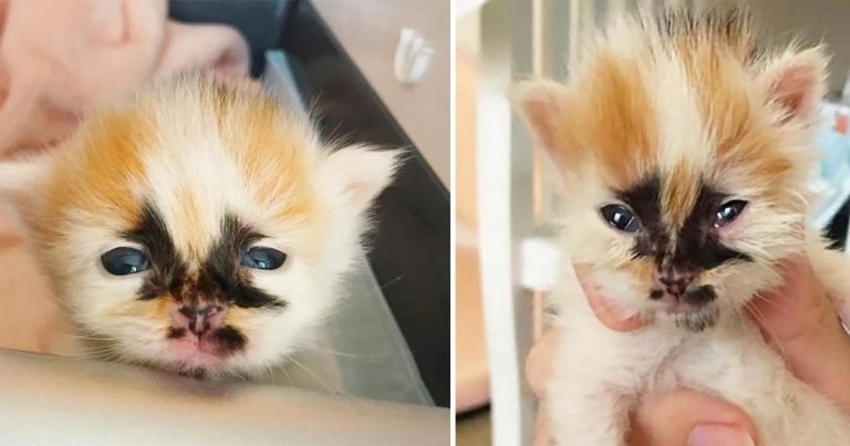 Gatito con marcas únicas insiste en ser el centro de atención después de ser salvado