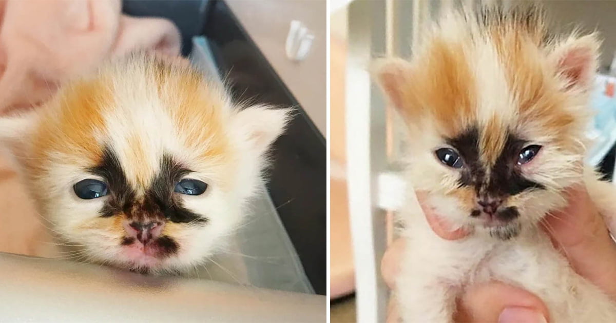 Gatito con marcas únicas insiste en ser el centro de atención después de ser salvado