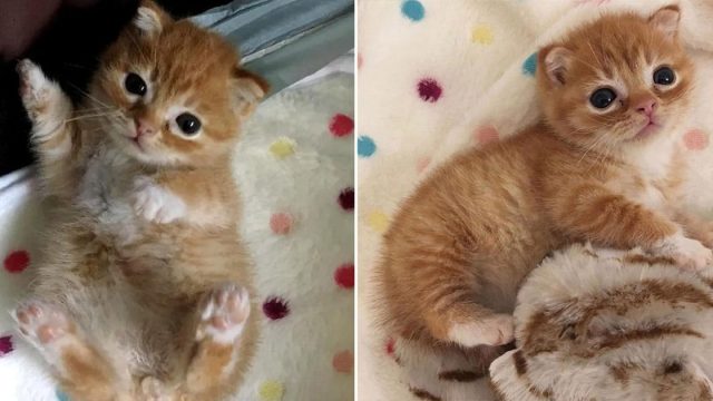 Gatito de rara condición no dejó que lo detuviera