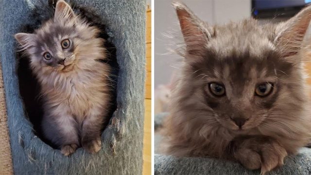 Gatito encontrado en una granja se recupera al descubrir la felicidad en este hogar