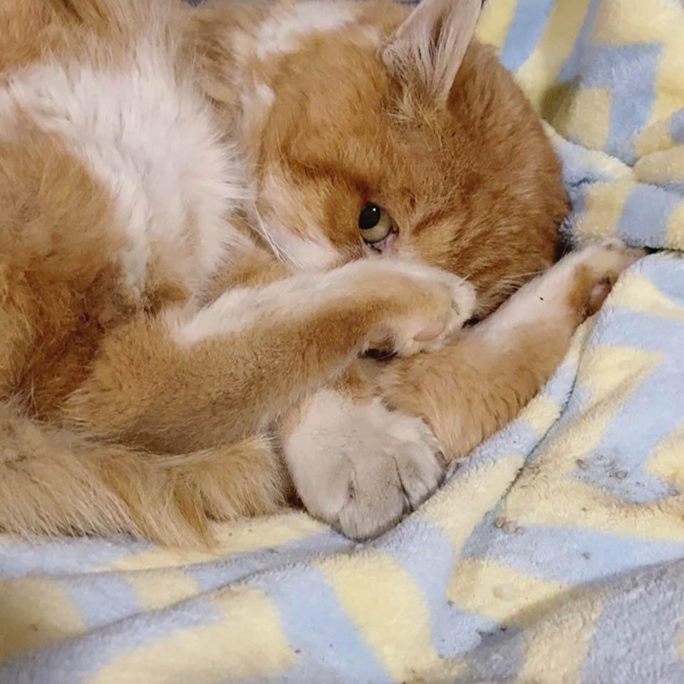 Gatito tomando siesta