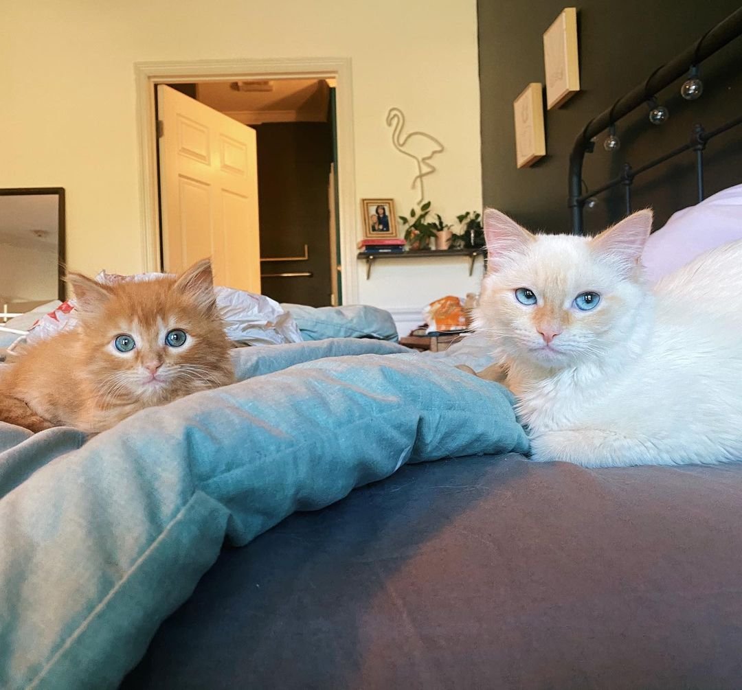 Gatitos en la cama