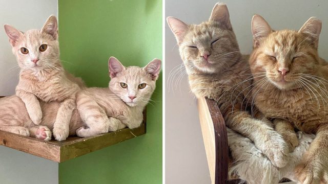 Gatitos naranja buscan hogar sus sueños