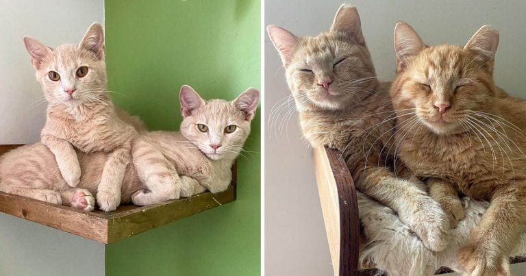 Gatitos naranja buscan hogar sus sueños