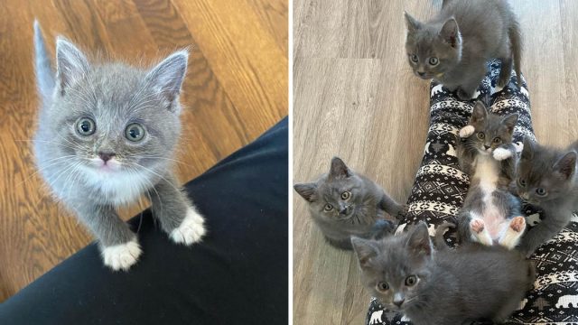 Gatitos rescatados suben regazo mama
