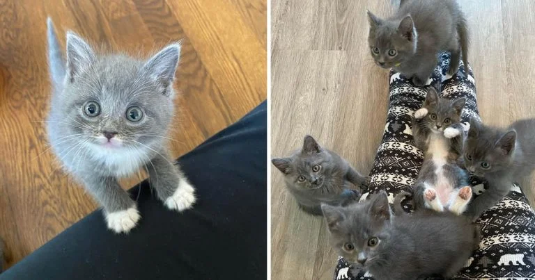Gatitos rescatados suben regazo mama