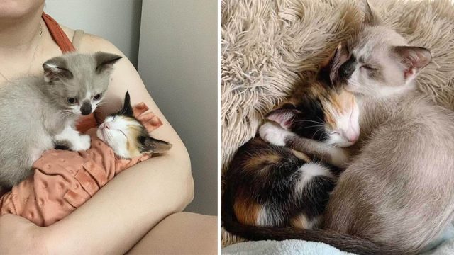 Gatitos se mantienen fuertes en las buenas y en las malas e insisten en estar juntos todo el tiempo