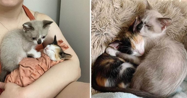 Gatitos se mantienen fuertes en las buenas y en las malas e insisten en estar juntos todo el tiempo