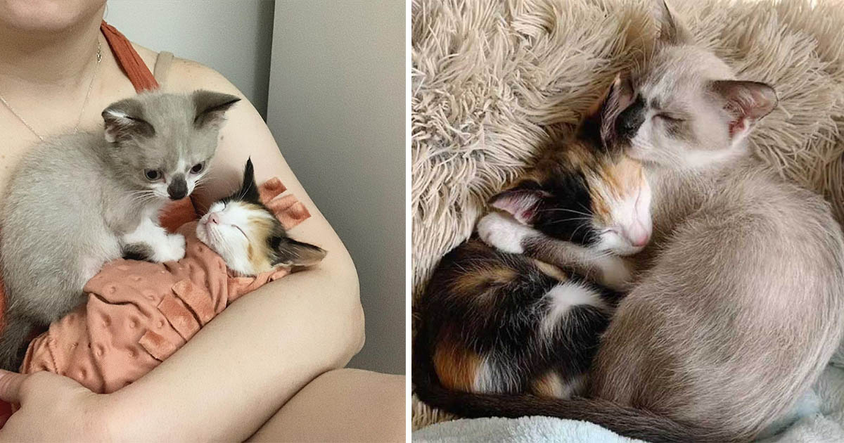 Gatitos se mantienen fuertes en las buenas y en las malas e insisten en estar juntos todo el tiempo