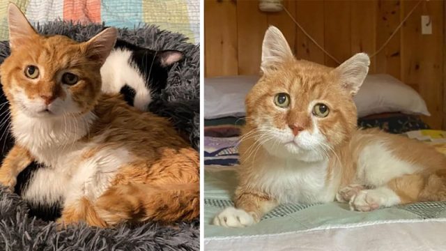Gato de 3 patas regresó a la casa donde lo ayudaron y encontró a la familia de sus sueños