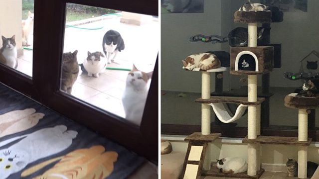 Grupo de gatos rescatados entran casa