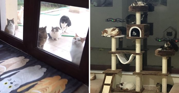 Grupo de gatos rescatados entran casa