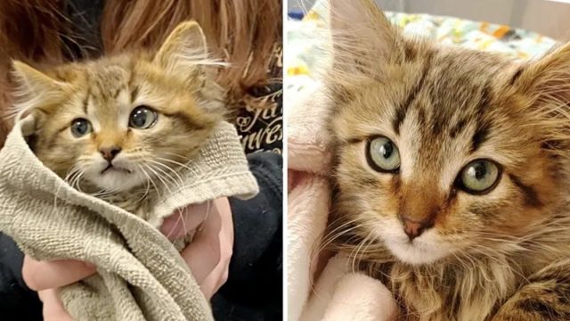 Hombre rescató a una gatita congelada