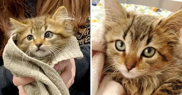 Hombre rescató a una gatita congelada