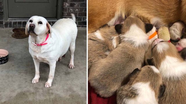 Mamá Corgi cuida a cachorros de labrador después de la muerte de su madre