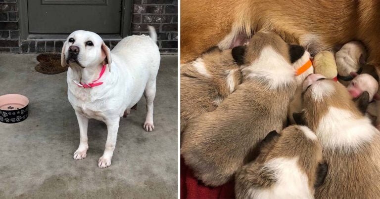Mamá Corgi cuida a cachorros de labrador después de la muerte de su madre