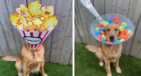 Mujer decora el cono de su perro todos los días para ayudarlo a sentirse mejor