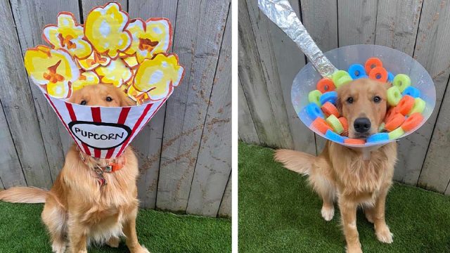 Mujer decora el cono de su perro todos los días para ayudarlo a sentirse mejor