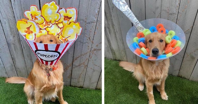 Mujer decora el cono de su perro todos los días para ayudarlo a sentirse mejor