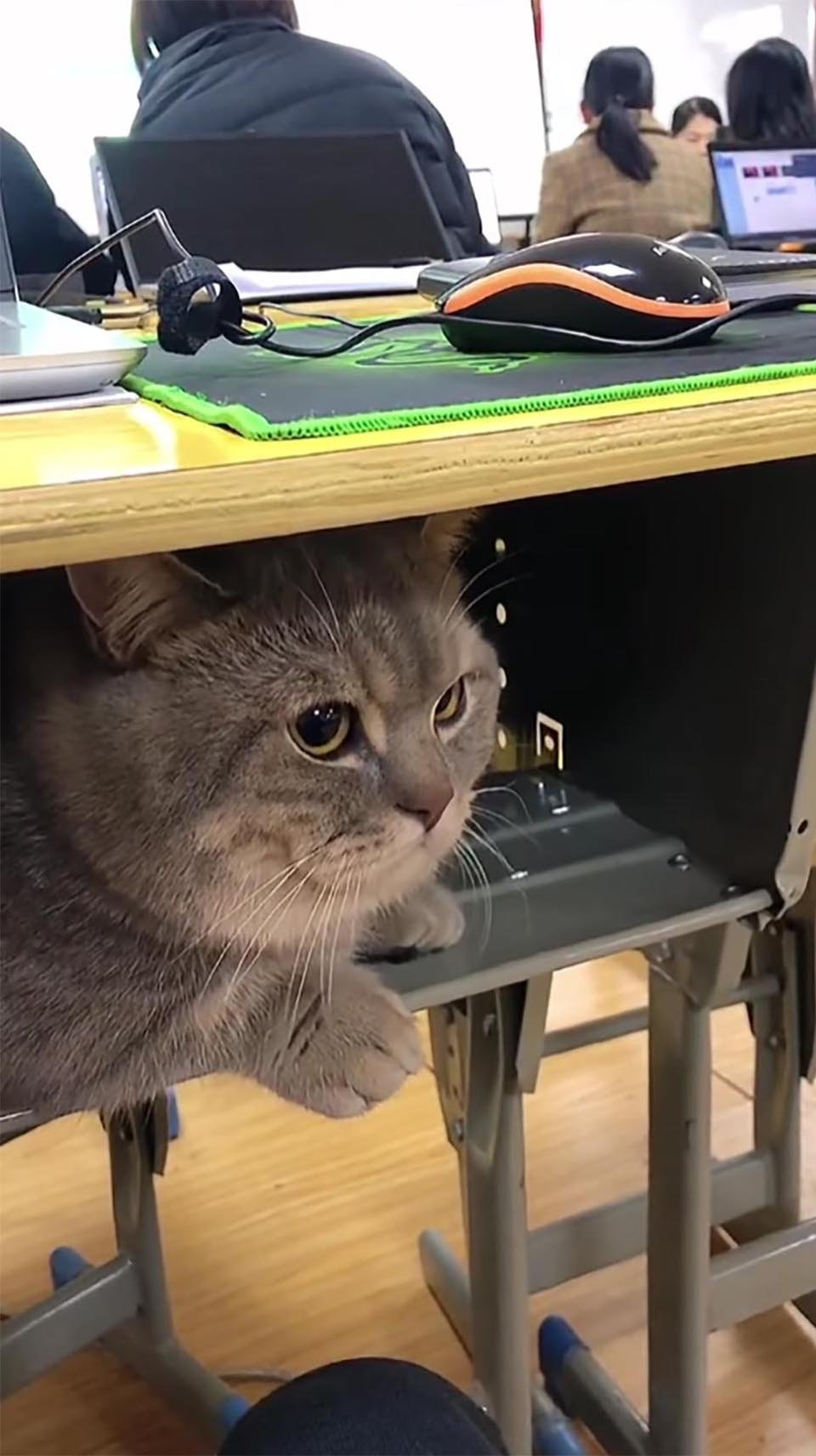 Mujer lleva a su gato a clases con ella