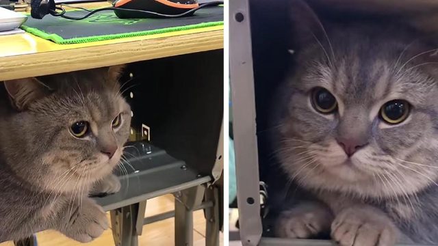 Mujer lleva su gato a clases porque no quería quedarse solo en casa
