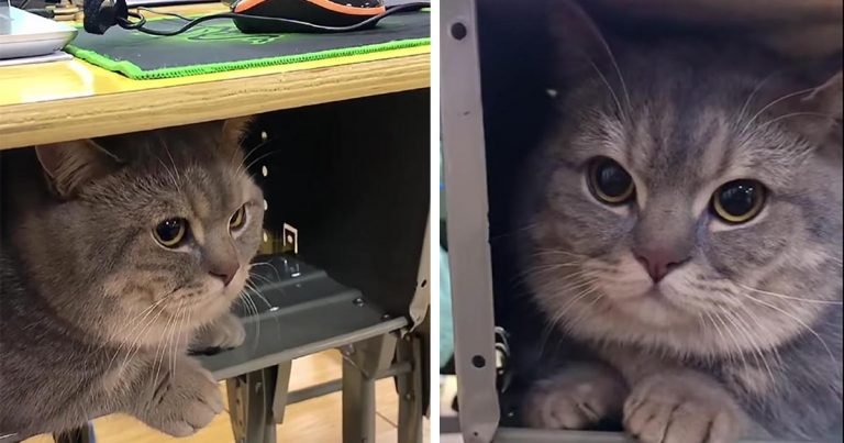 Mujer lleva su gato a clases porque no quería quedarse solo en casa